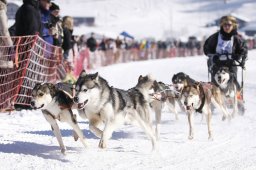 Lenk 2013